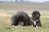 DOGUE DU TIBET 753